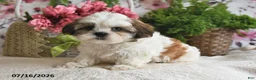Shih Tzu dogs for sale: Ray - Ad 4