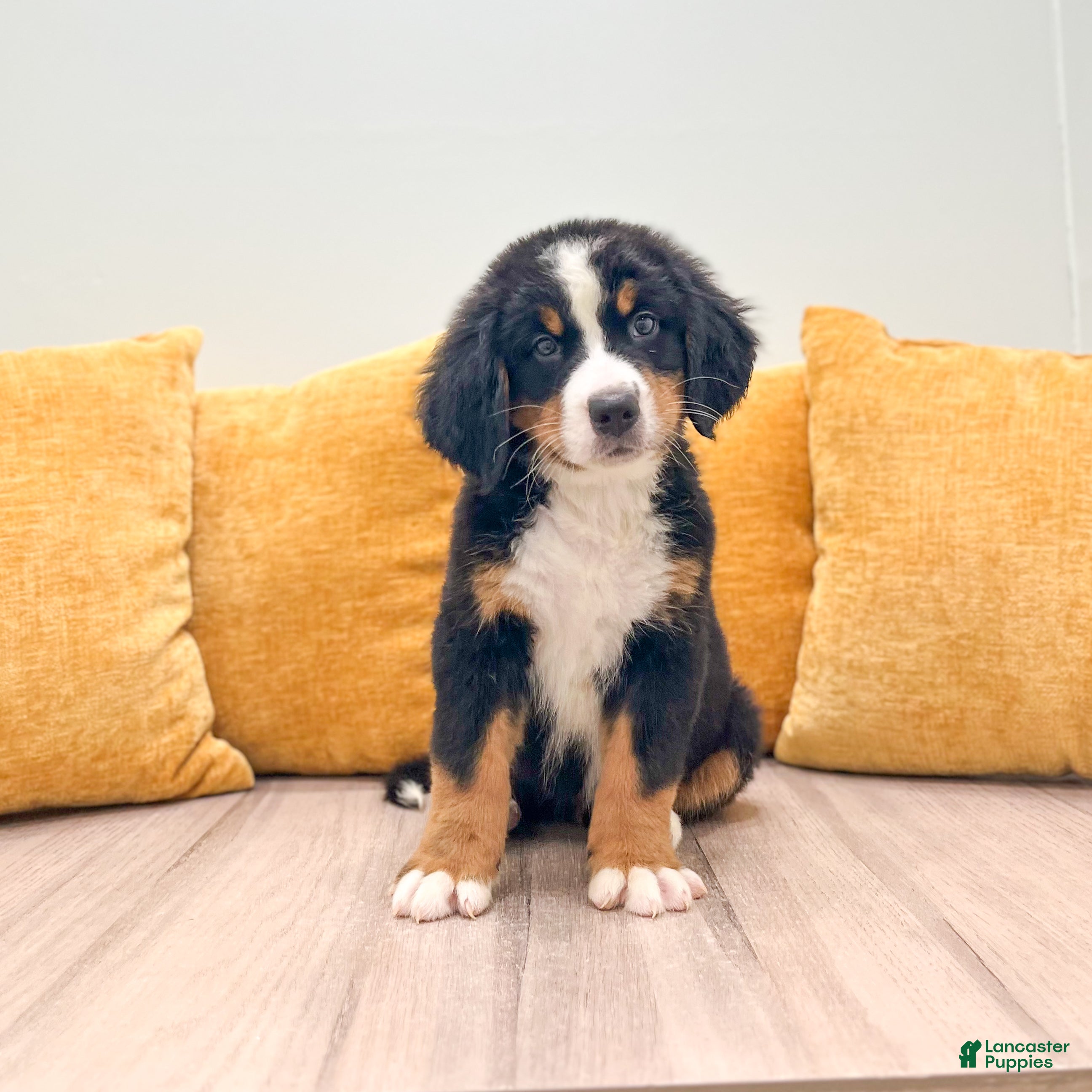 Bernese Mountain Dog dogs Dolly - Ad 1