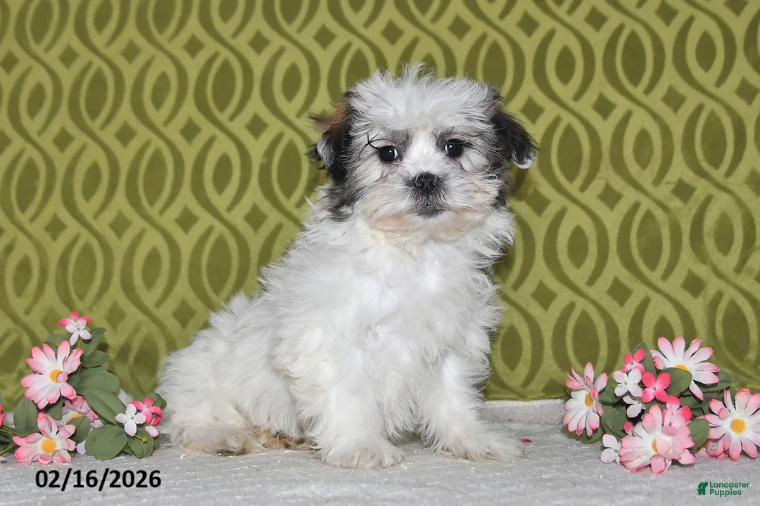 Teddy Bear dogs for sale: Jolly - Ad 1