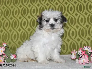 Teddy Bear dogs for sale: Jolly - Ad 1