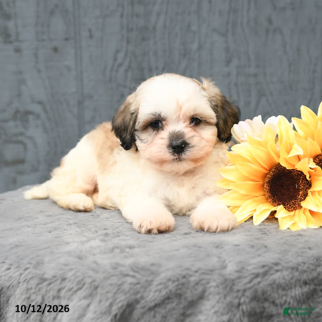 Teddy Bear dogs for sale: Cody - Ad 3