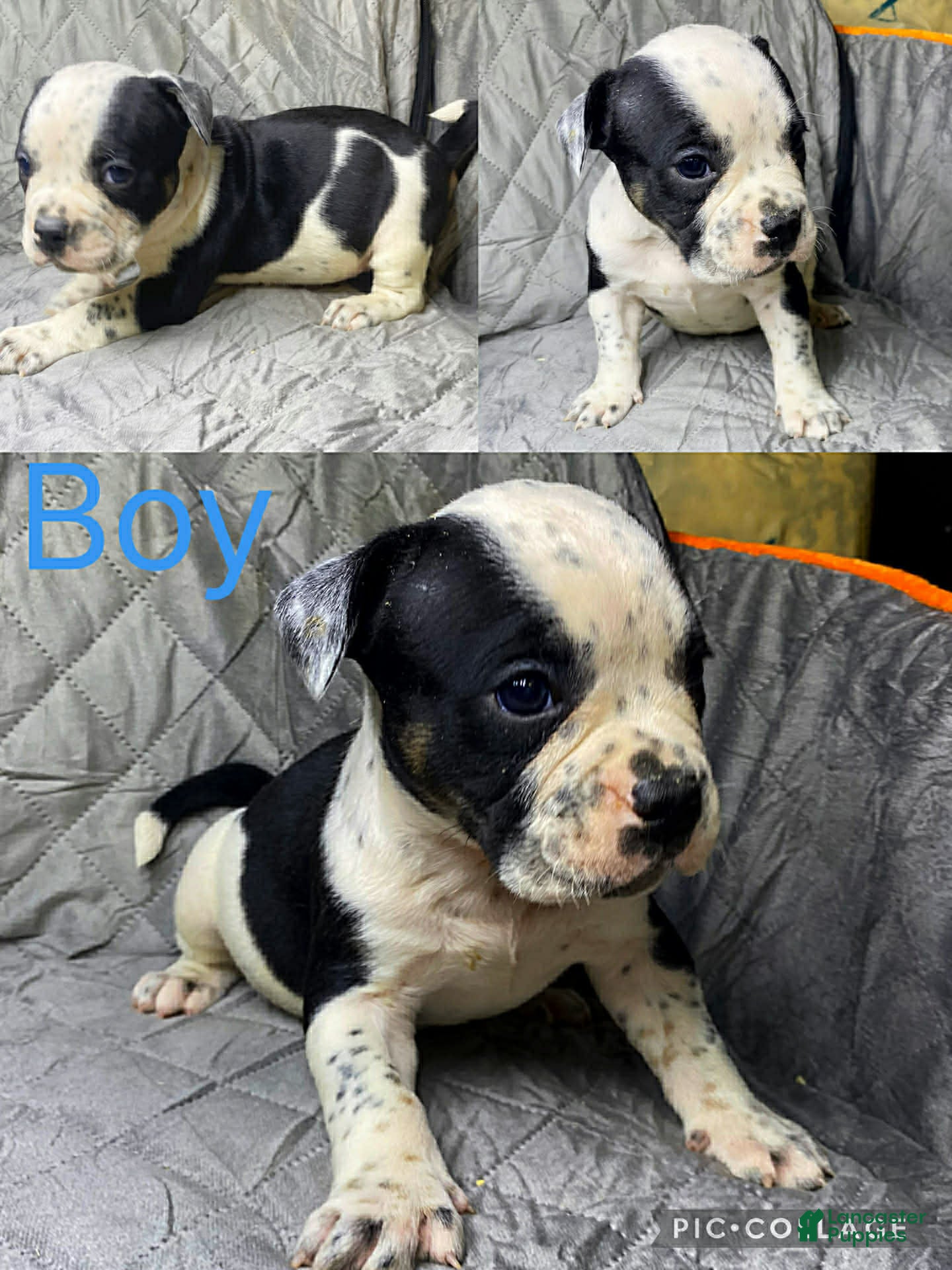 American Bully dogs American Bully Puppy 7 - Ad 31