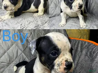 American Bully dogs American Bully Puppy 7 - Ad 31