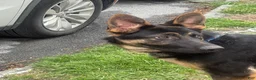 German Shepherd dogs for sale: German Shepherd Puppy 1 - Ad 4