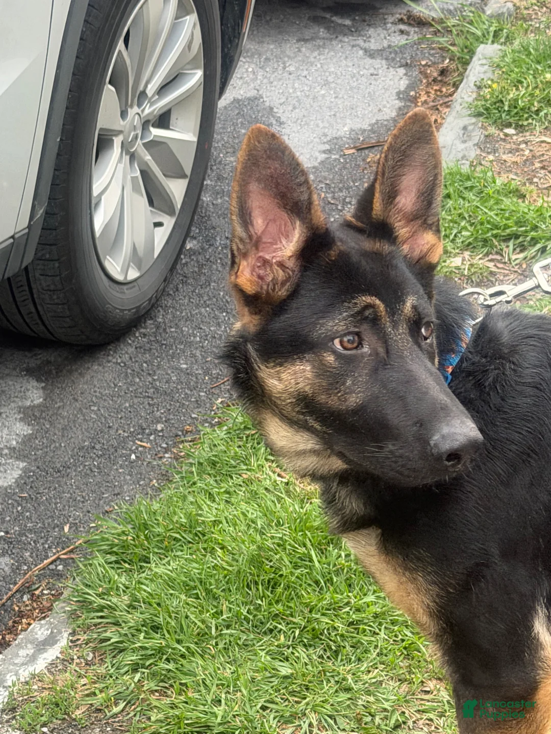 German Shepherd dogs for sale: German Shepherd Puppy 1 - Ad 4