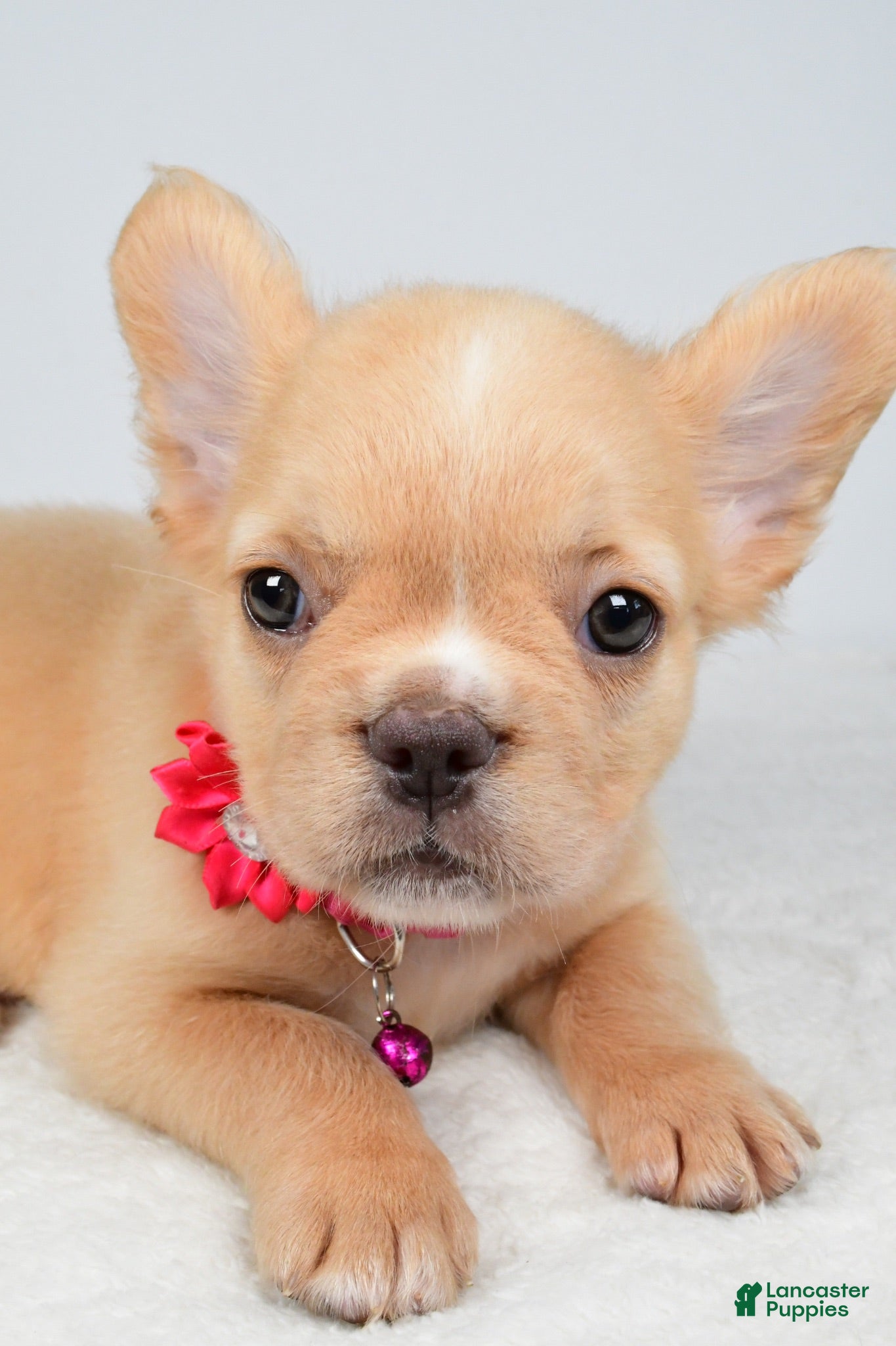 French Bulldog dogs Penny - Ad 2