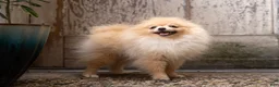 Pomeranian dogs for sale: Elfie Delfie - Ad 2
