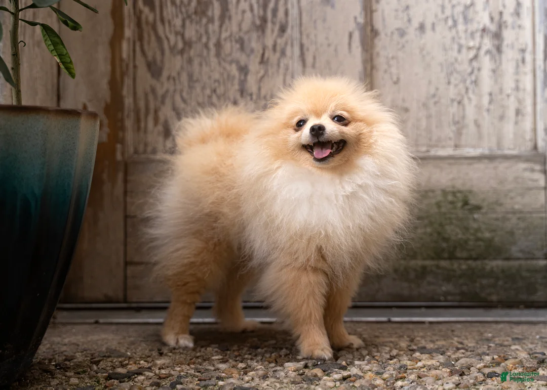 Pomeranian dogs for sale: Elfie Delfie - Ad 2