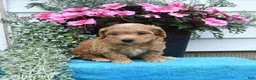 Mini Goldendoodle dogs for sale: Kathy - Ad 4