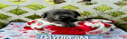 Labrador Retriever dogs for sale: Star - Ad 3