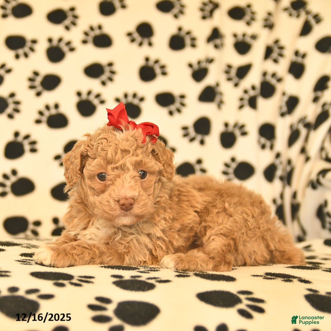 Toy Poodle dogs for sale: Cinderella  - Ad 2