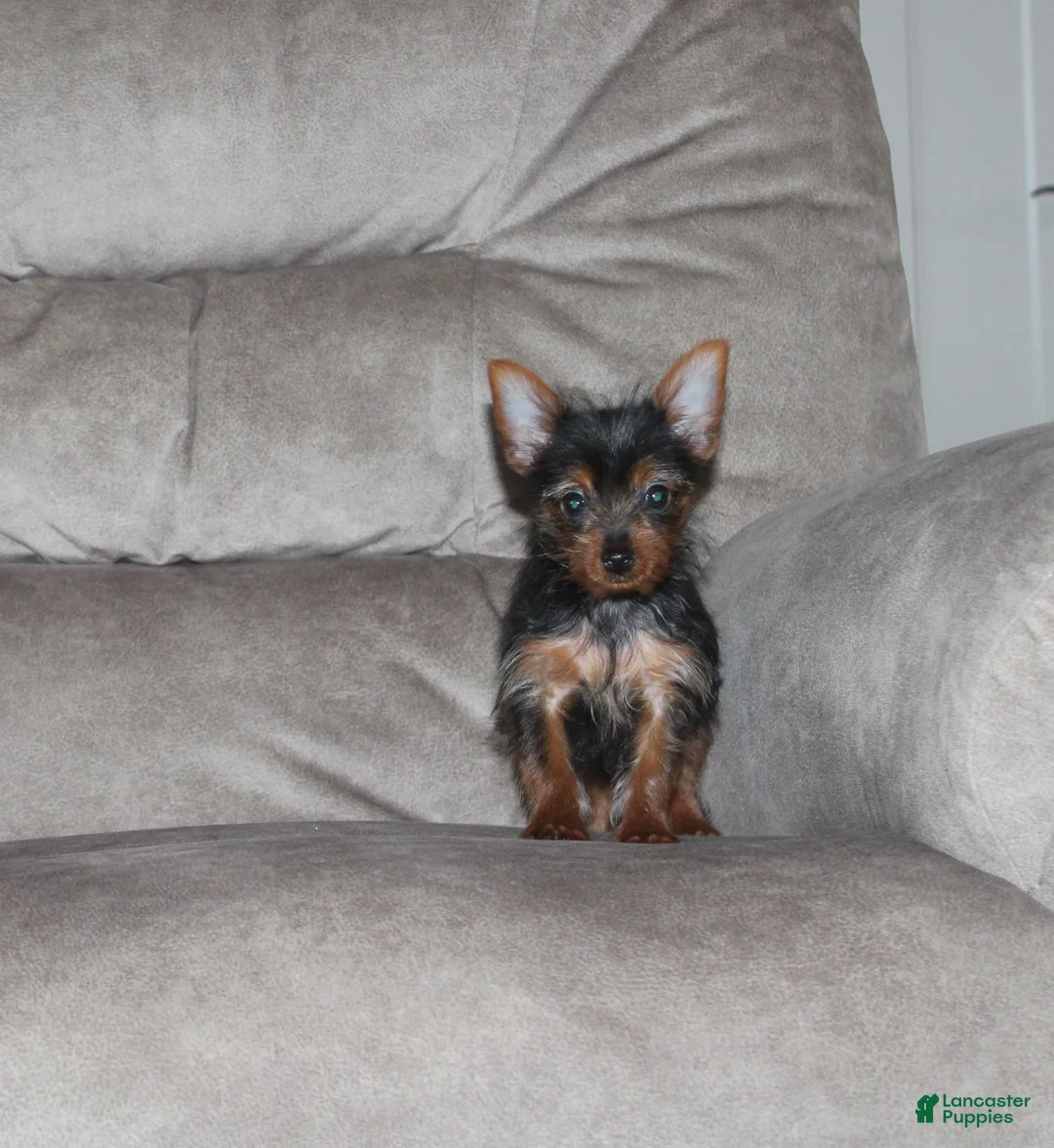 Yorkshire Terrier dogs for sale: Bimbo - Ad 3