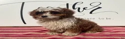 Cavapoo dogs for sale: Sammie - Ad 4
