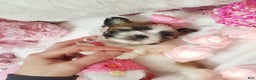 Shih Tzu dogs for sale: Shih Tzu Puppy 3 - Ad 1
