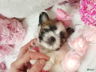 Shih Tzu dogs Shih Tzu Puppy 3 - Ad 3