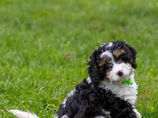 Cavapoo dogs for sale: Crusher Cavapoo Puppy - Ad 1
