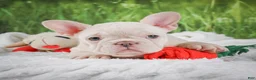 French Bulldog dogs for sale: Lucy - Ad 5