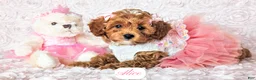 Cavapoo dogs for sale: Alice - Ad 9