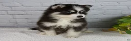 Pomsky dogs for sale: Sasha - Ad 4