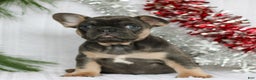 French Bulldog dogs for sale: Peppa  - Ad 4