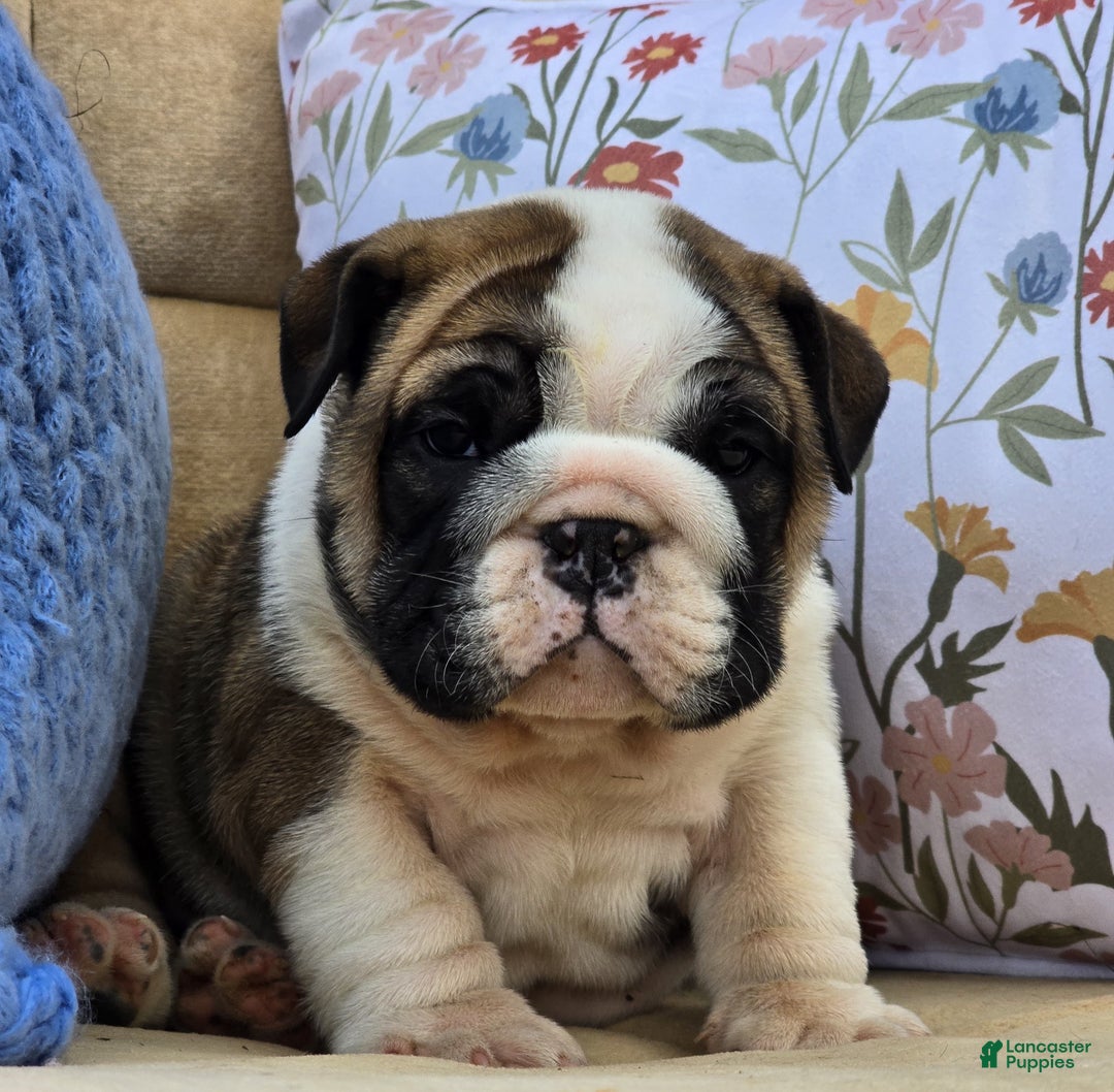 English Bulldog dogs for sale: Bubbles - Ad 4