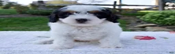 Cavapoo dogs for sale: Journey - Ad 1