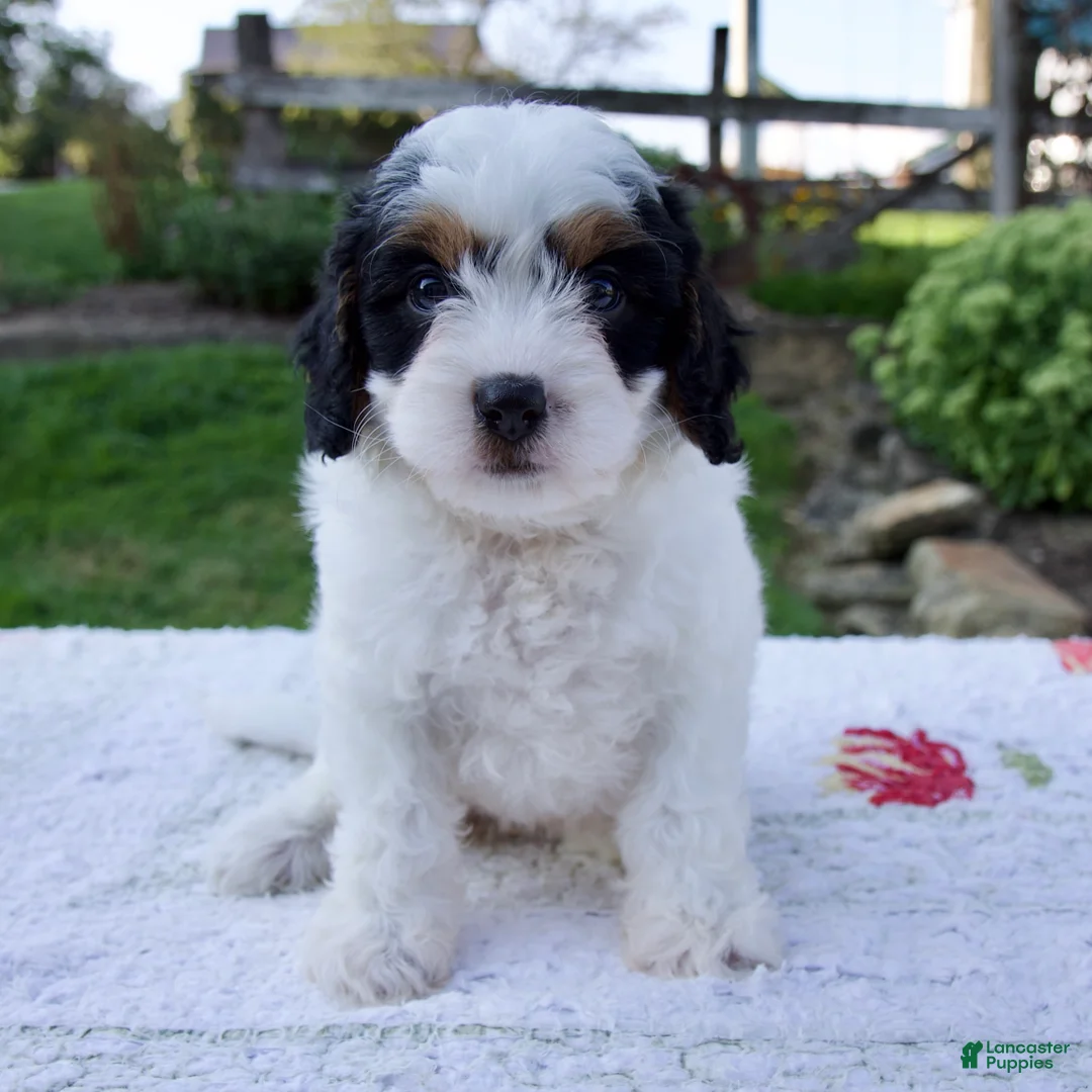 Cavapoo dogs for sale: Journey - Ad 1