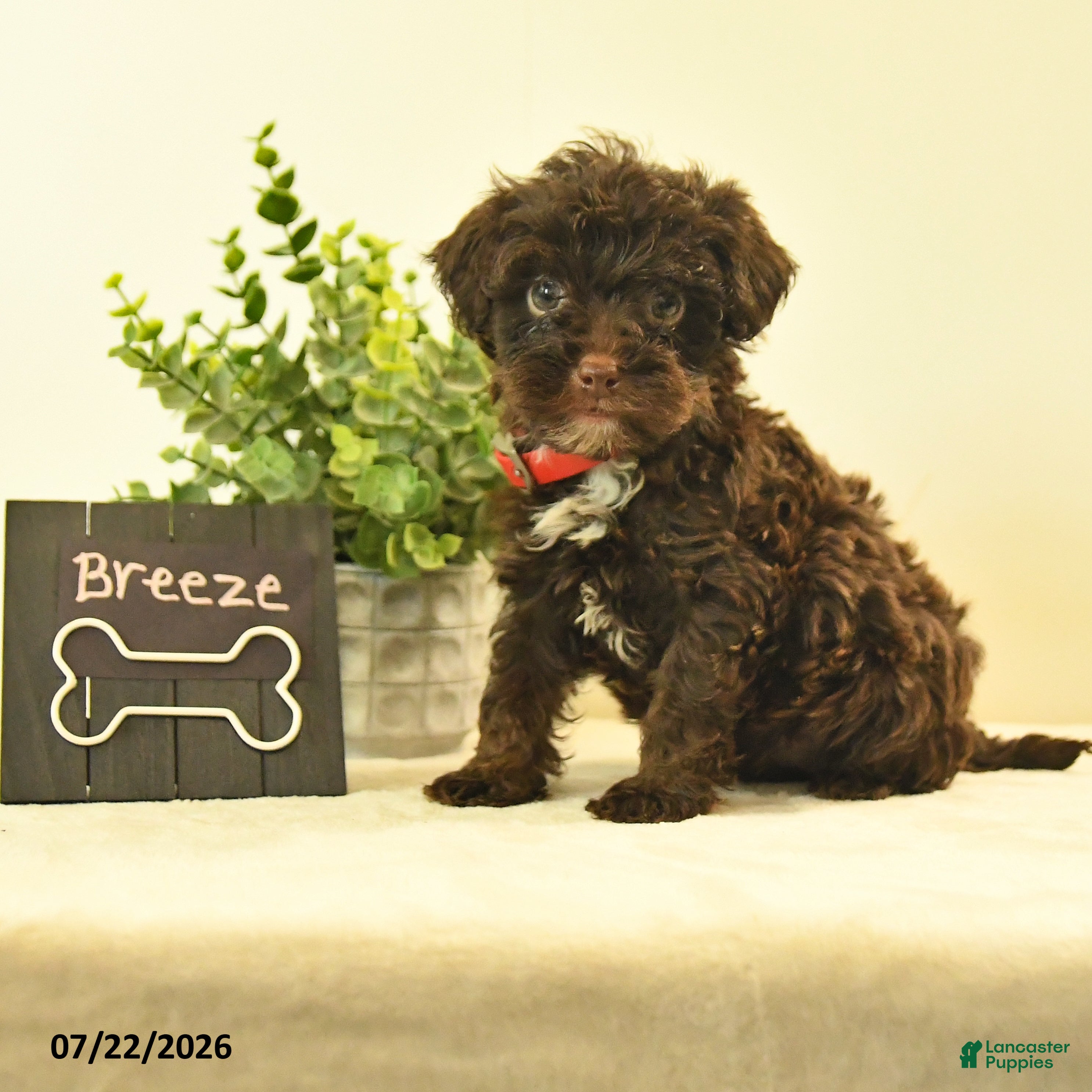 Havapoo dogs Breeze - Ad 2