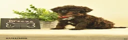 Havapoo dogs for sale: Breeze - Ad 2