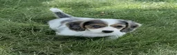 Miniature Dachshund dogs for sale: Blake - Ad 3