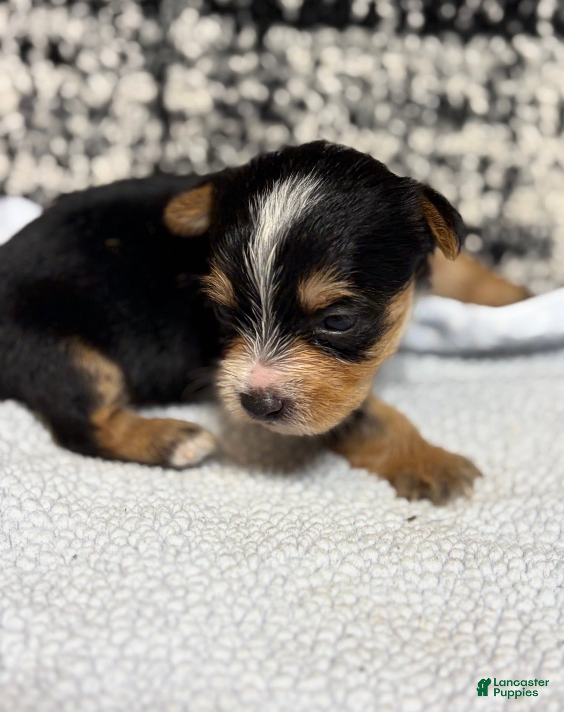 Yorkshire Terrier dogs Yorkshire Terrier 3 - Ad 1