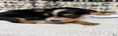 Yorkshire Terrier 3