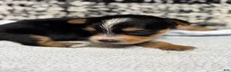Yorkshire Terrier dogs for sale: Yorkshire Terrier 3 - Ad 1