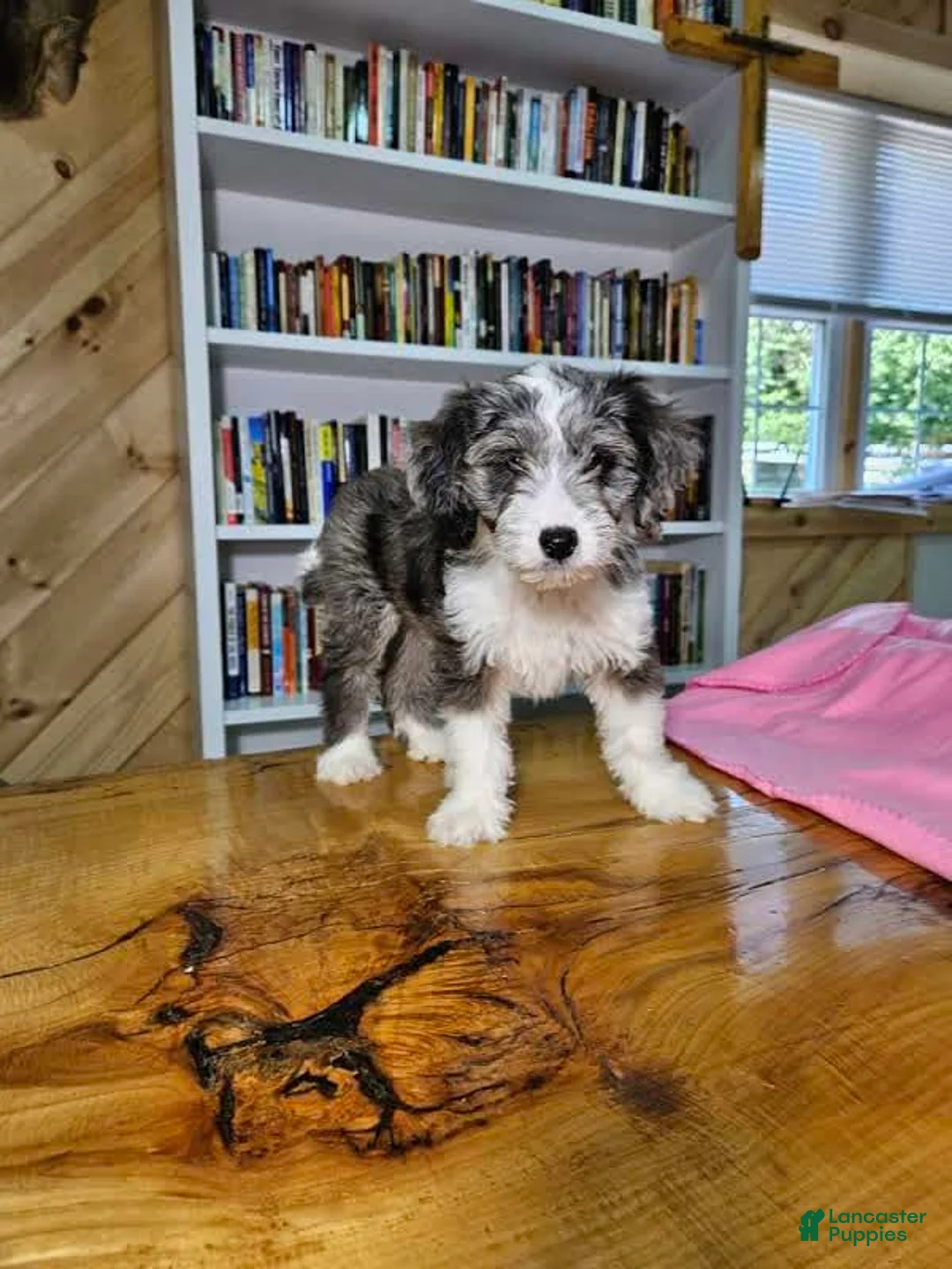 Mixed Breed dogs for sale: Sage - Ad 6