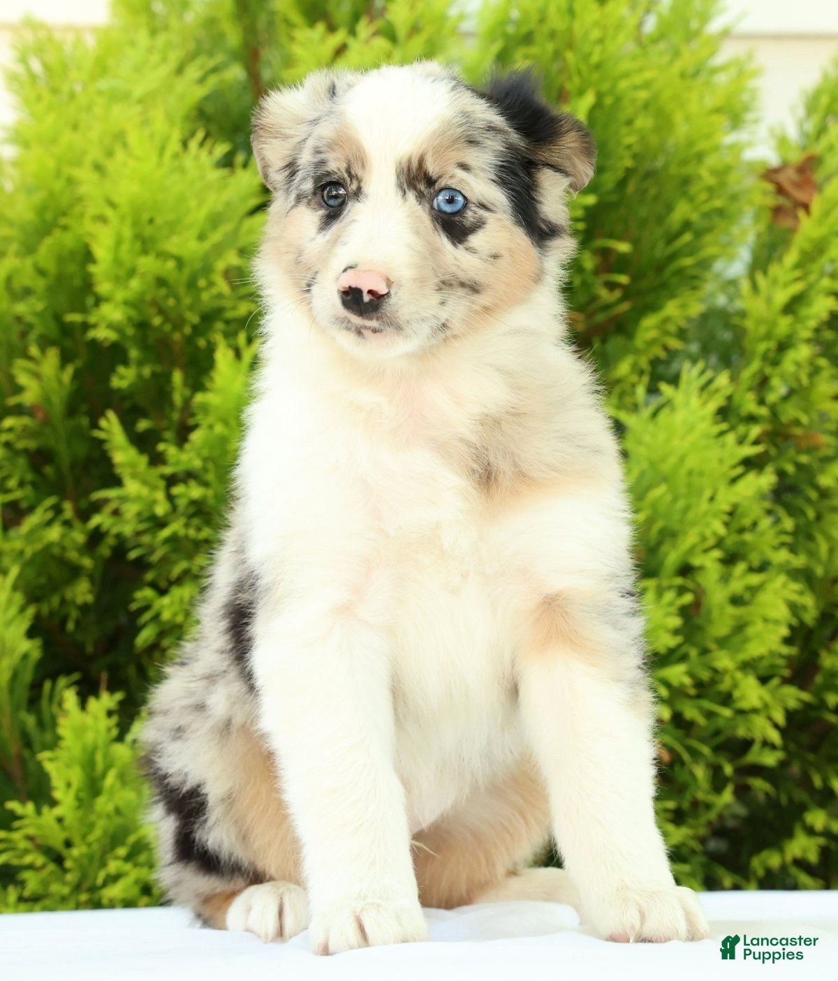 Australian Shepherd dogs for sale: Jack - Ad 5