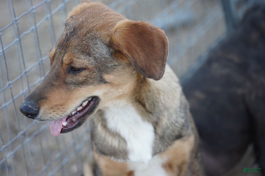 Mixed Breed dogs for sale: Dragon Tiscar Farm Dog - Ad 18