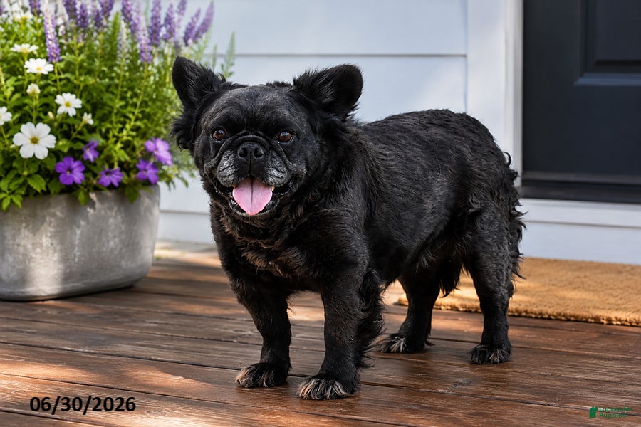 French Bulldog dogs Gucci - Ad 12