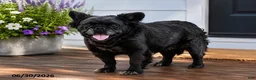 French Bulldog dogs for sale: Gucci - Ad 1