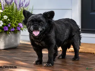 French Bulldog dogs Gucci - Ad 12