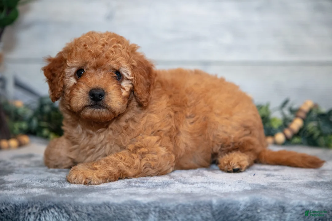 Mini Goldendoodle dogs for sale: Stuart - Ad 2