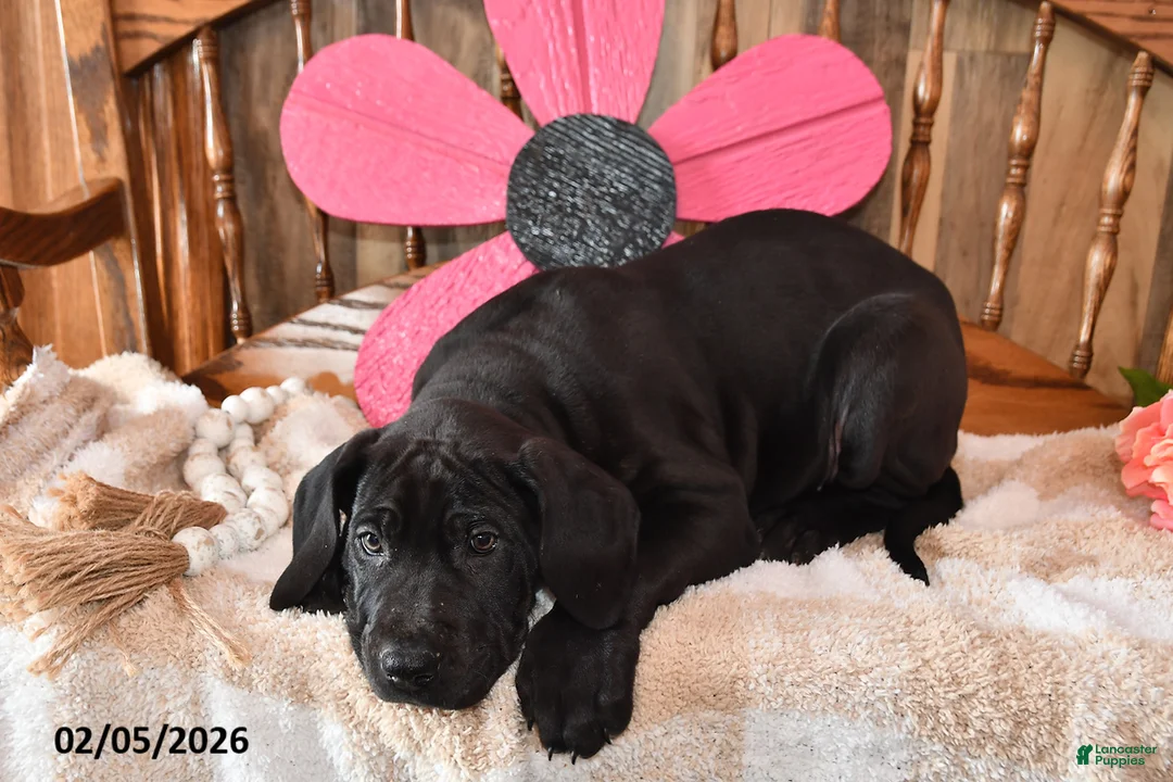 Great Dane dogs for sale: Bake - Ad 3