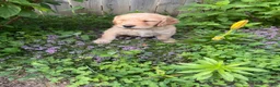 Goldendoodle dogs for sale: Goldendoodle 4 - Ad 4