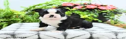 Boston Terrier dogs for sale: Lana  - Ad 4