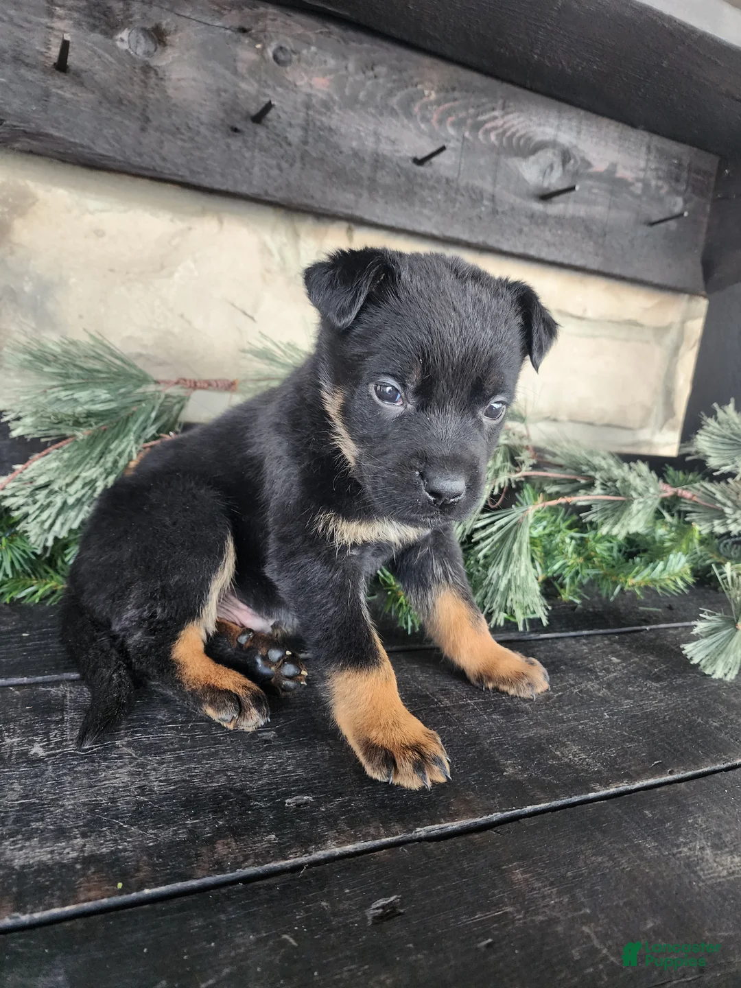 Mixed Breed dogs for sale: Rusty - Ad 1