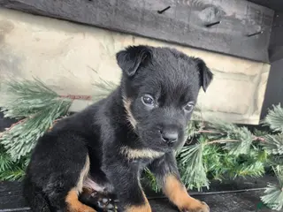 Mixed Breed dogs Rusty - Ad 42