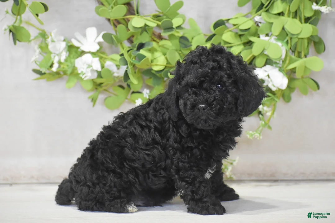 Toy Poodle dogs for sale: Hank - Ad 3