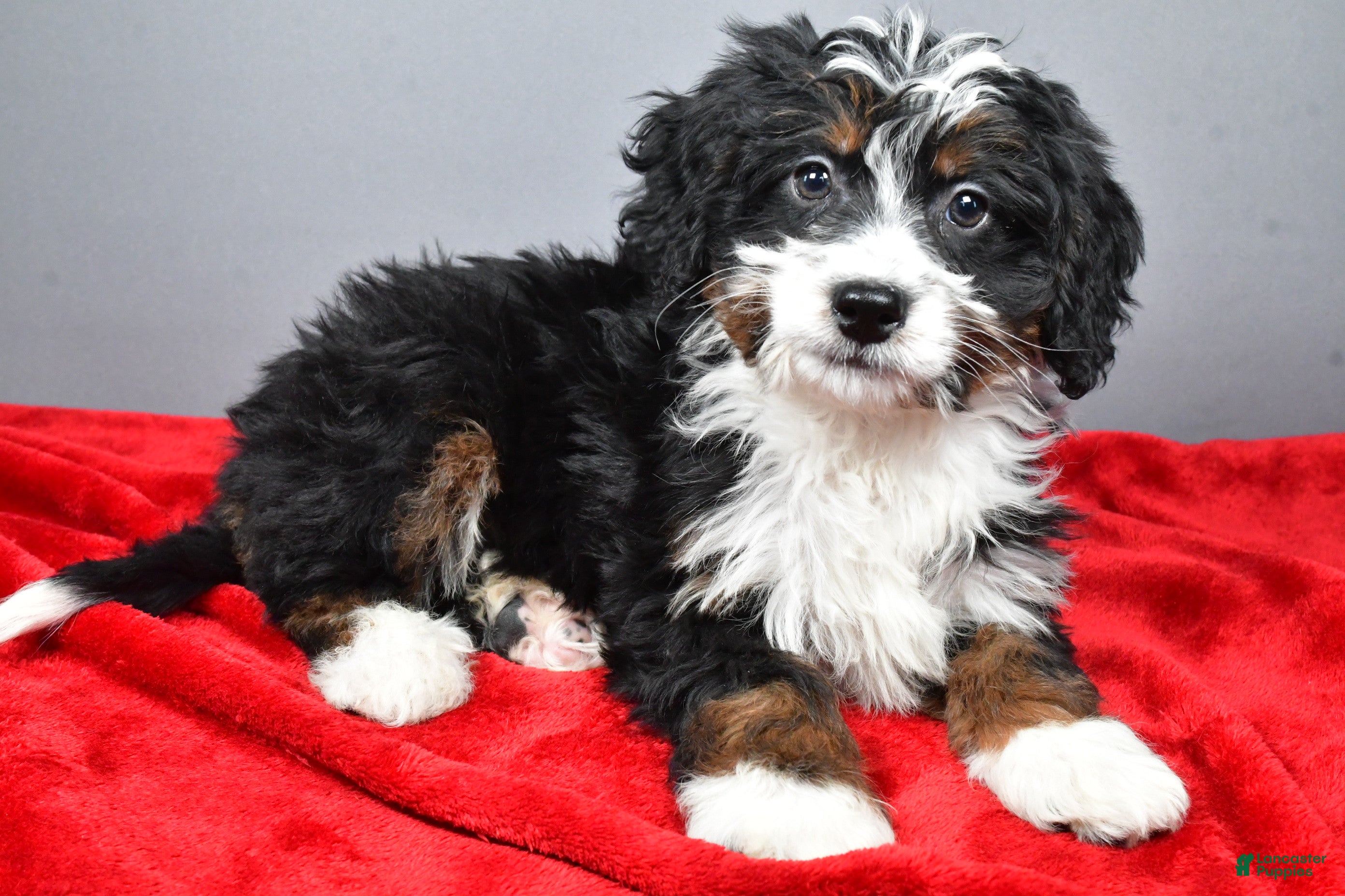 Mini Bernedoodle dogs Emily - Ad 28