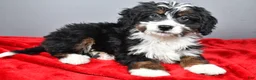 Mini Bernedoodle dogs for sale: Emily - Ad 1