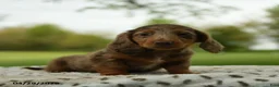 Miniature Dachshund dogs for sale: Freddy - Ad 2