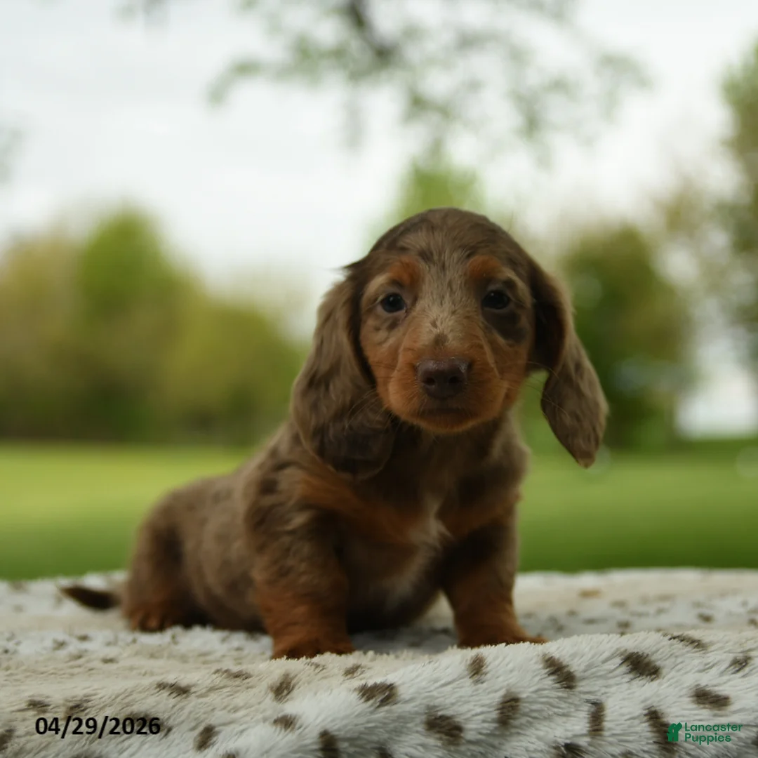 Miniature Dachshund dogs for sale: Freddy - Ad 2